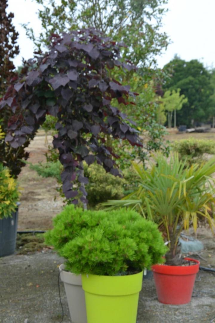 Aménagement de piscine Courceboeufs