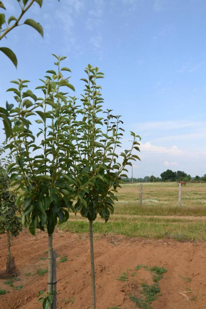 Arbres exotiques Courceboeufs