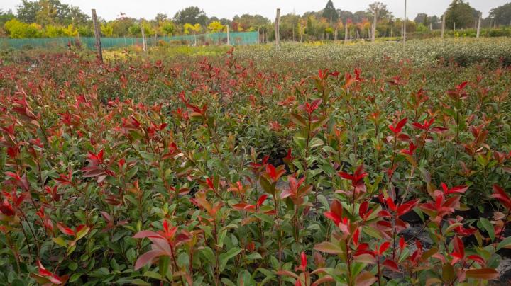 Vente de plantes Courceboeufs