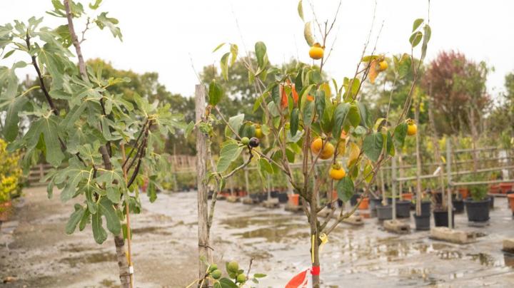 Vente d'arbres exotiques Courceboeufs