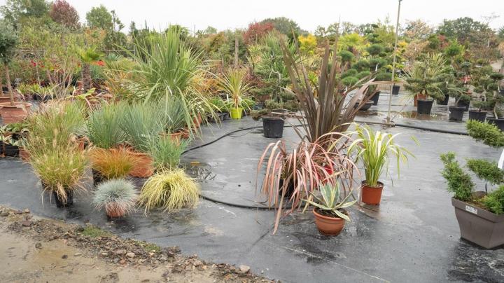 Vente d'arbres fruitiers Courceboeufs