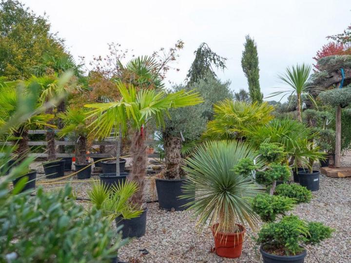 Vente d'arbres fruitiers Courceboeufs