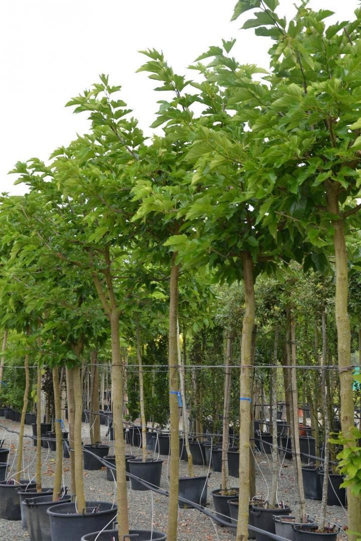Aménagement de piscine Courceboeufs