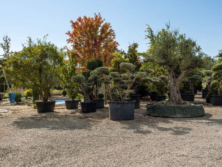 Quelques plantes exotiques pour un jardin tropical.