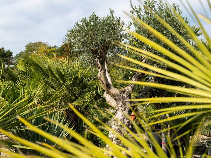 Profitez de nos conseils pour assurer la bonne croissance de vos plantes à Courcebœufs.