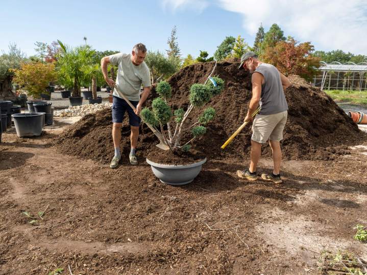 Vente de plantes Courceboeufs