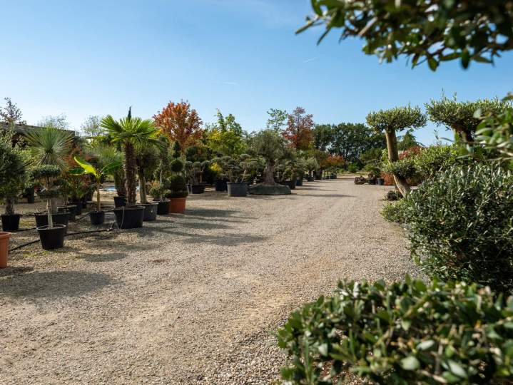 Vente d'arbres fruitiers Courceboeufs