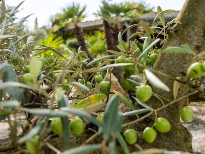 A votre disposition pour des conseils en horticulture à Courcebœufs.