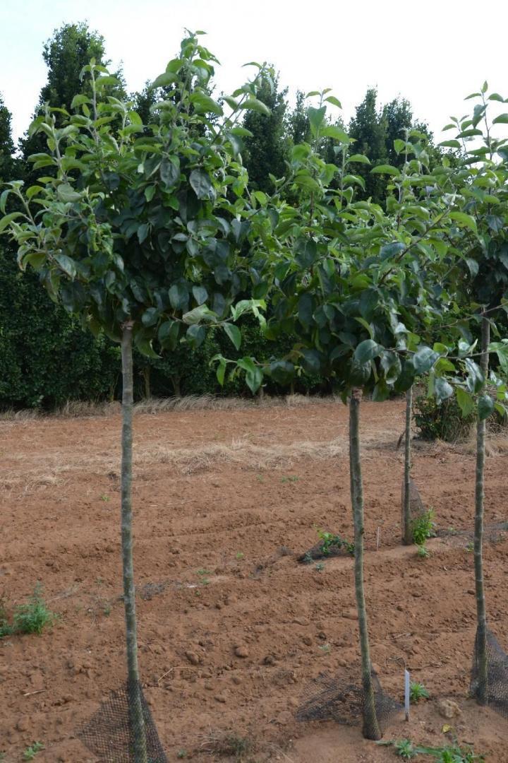 Plantes Courceboeufs