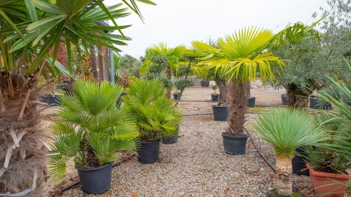 Vente d'arbres exotiques Courceboeufs