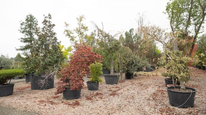 Vente de plantes Courceboeufs