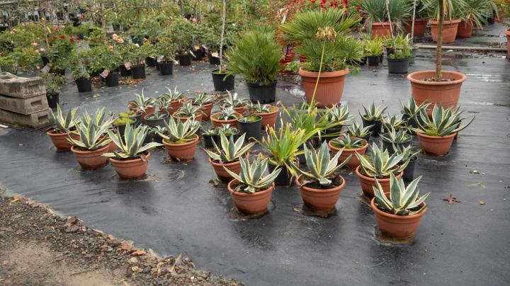 Vente d'arbres exotiques Courceboeufs