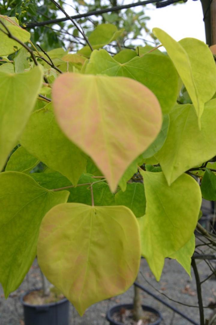 Plantes Courceboeufs