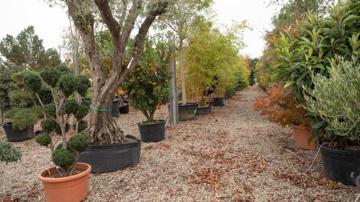 Vente de plantes Courceboeufs