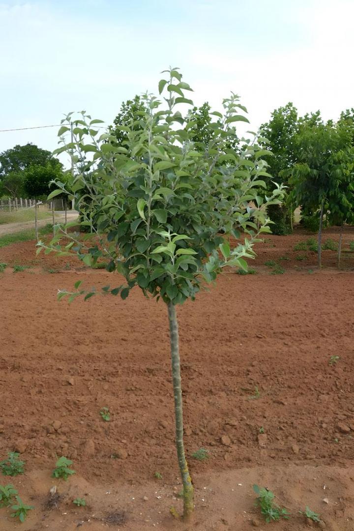 Vente d'arbres fruitiers 