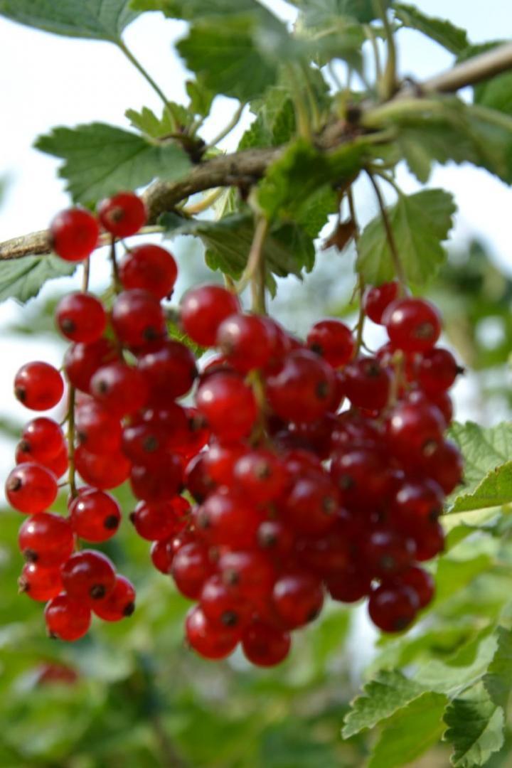 Arbres fruitiers Courceboeufs