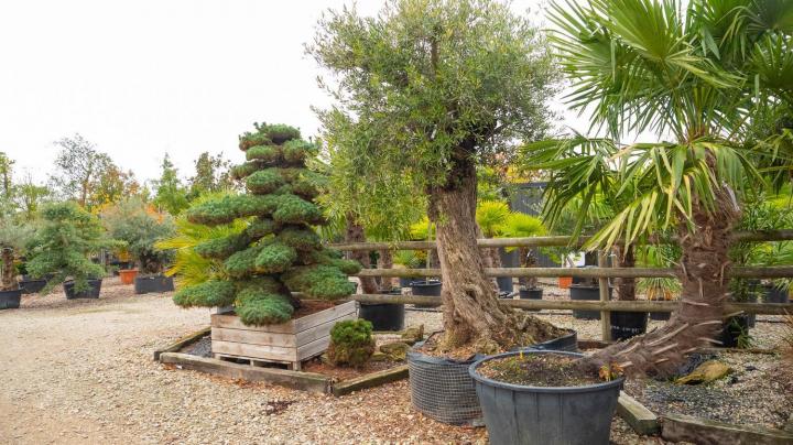 Vente d'arbres exotiques Courceboeufs