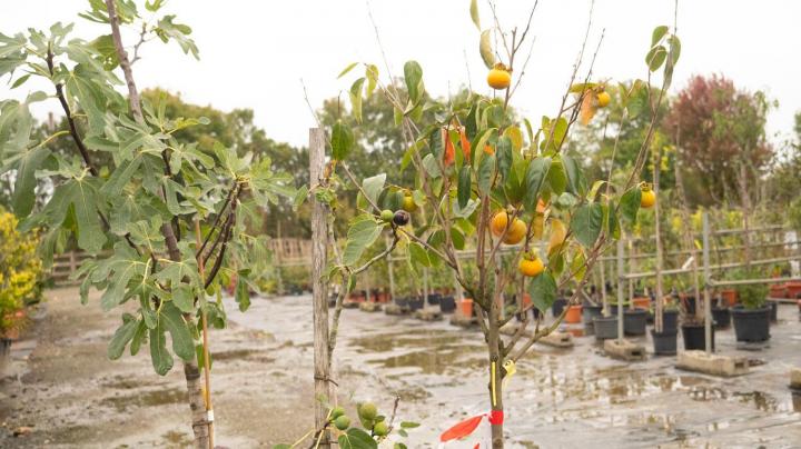 Vente d'arbres exotiques Courceboeufs