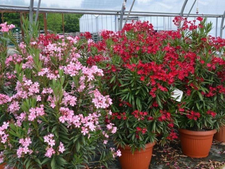 Vente de plantes Courceboeufs