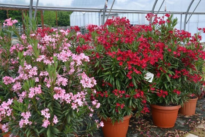 Aménagement de piscine Courceboeufs