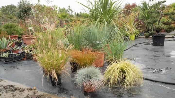 Vente de plantes Courceboeufs