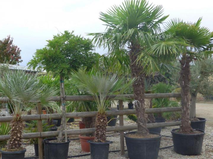 Arbres exotiques Courceboeufs