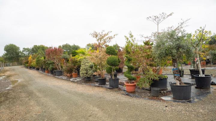 Vente de plantes Courceboeufs