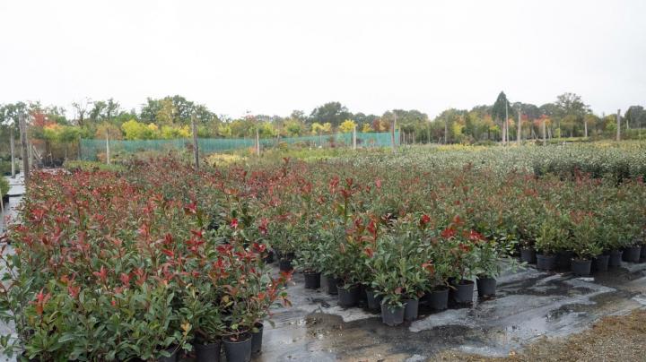 Vente d'arbres fruitiers Courceboeufs