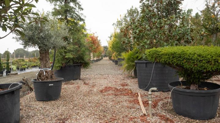 Vente d'arbres fruitiers Courceboeufs