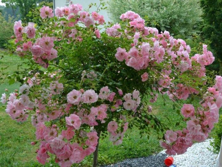 Vente d'arbres exotiques Courceboeufs