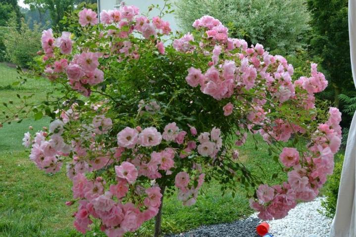 Aménagement de piscine Courceboeufs