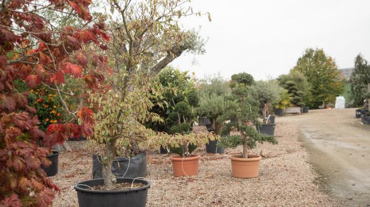 Vente d'arbres fruitiers Courceboeufs