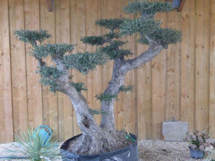 Quelques plantes exotiques pour un jardin tropical.