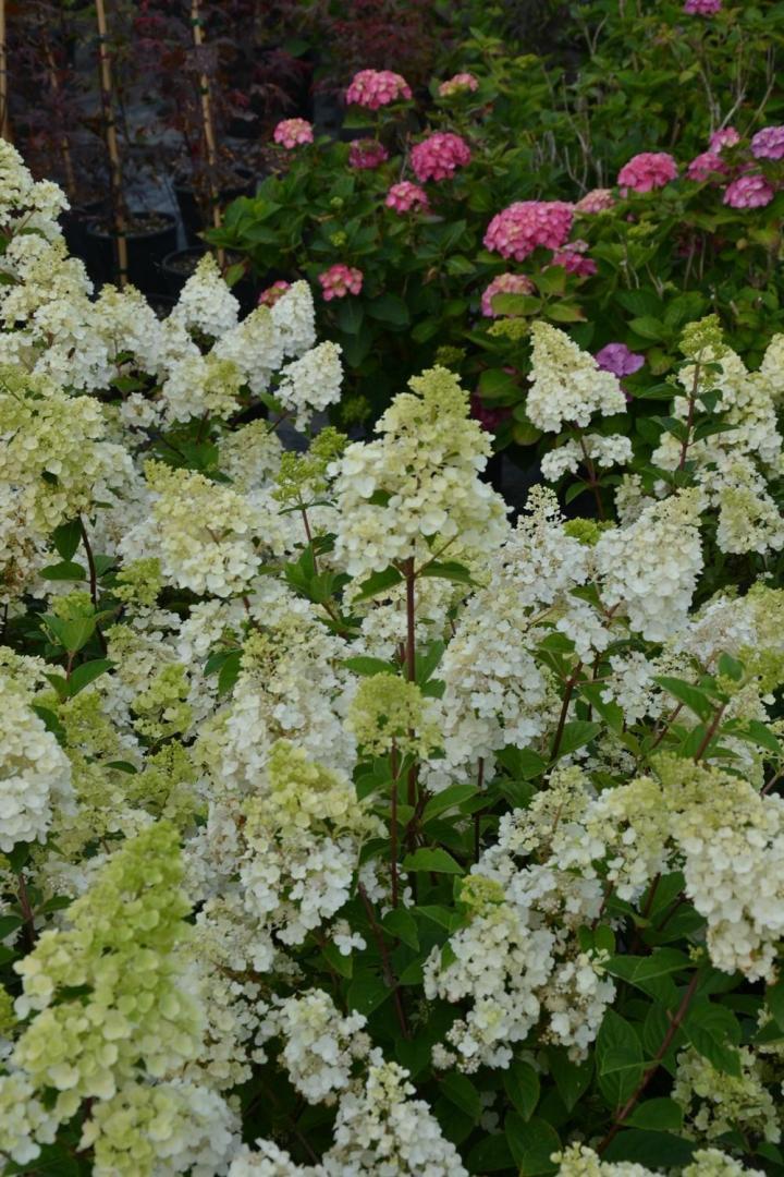 Plantes Courceboeufs