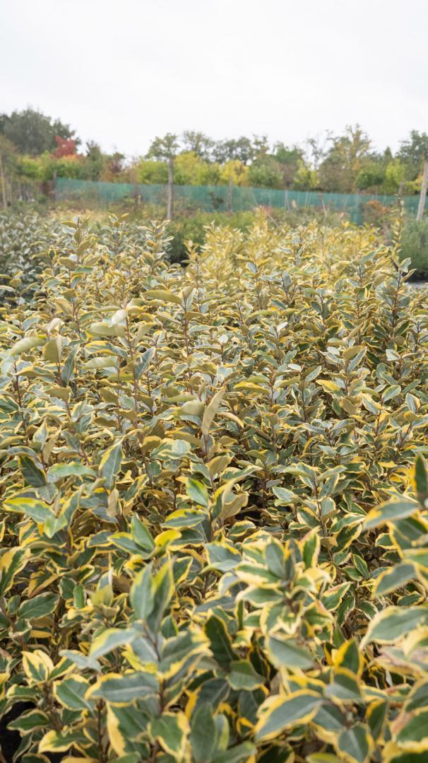 Vente de plantes Courceboeufs