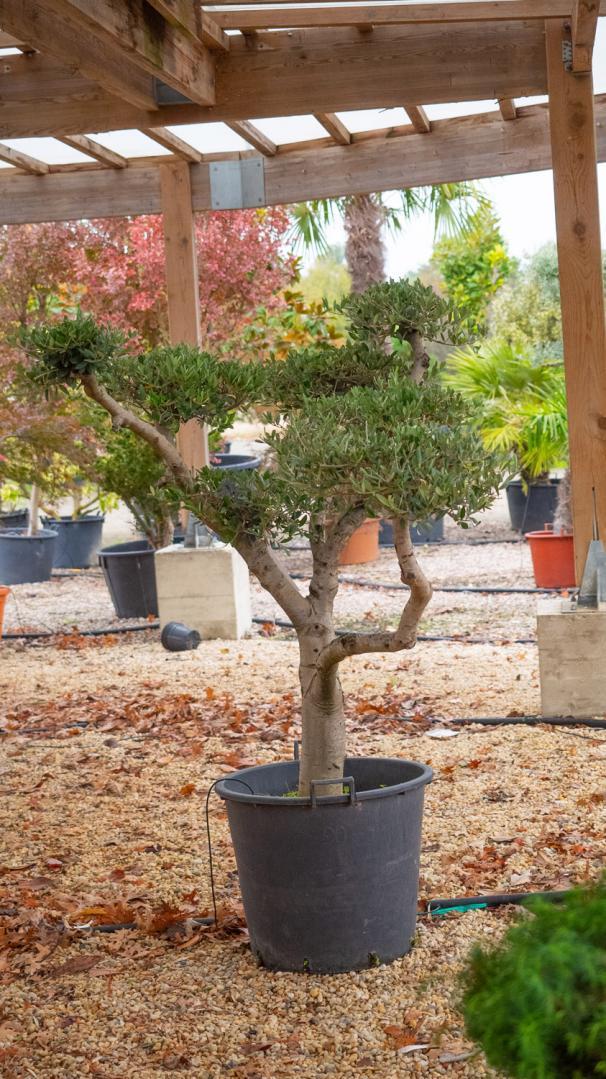 Arbres exotiques Courceboeufs