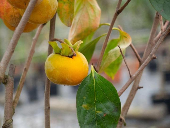 Vente de plantes Courceboeufs