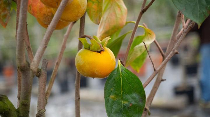 Travaux aménagement de piscine Courceboeufs
