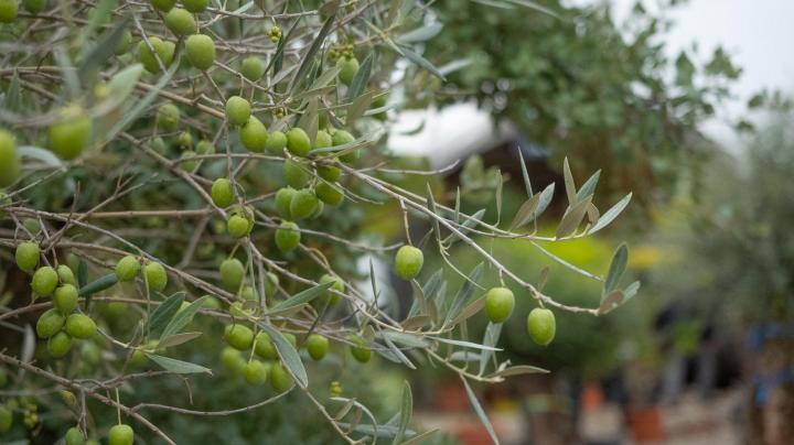 Vente de plantes Courceboeufs