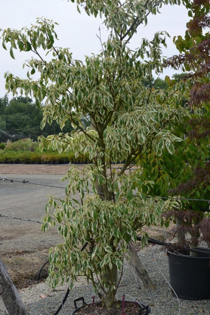Travaux aménagement de terrasse Courceboeufs