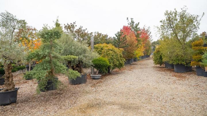 Vente de plantes Courceboeufs