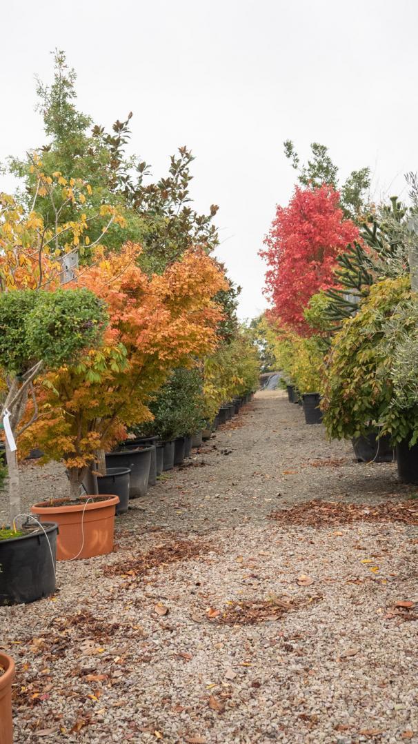 Vente d'arbres exotiques Courceboeufs
