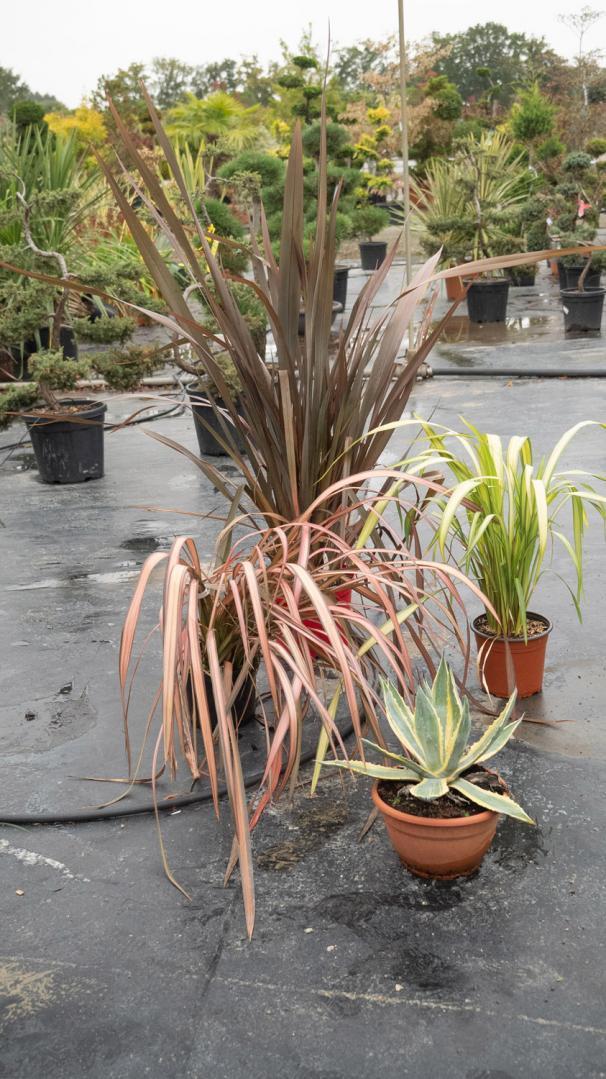 Vente d'arbres exotiques Courceboeufs