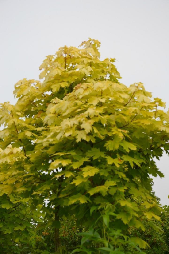 Aménagement de terrasse Courceboeufs