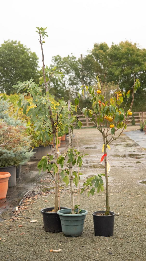 Vente d'arbres exotiques Courceboeufs