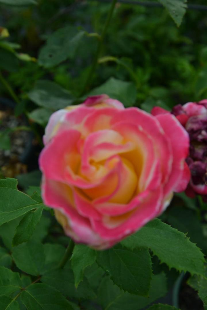 Travaux aménagement de terrasse Courceboeufs