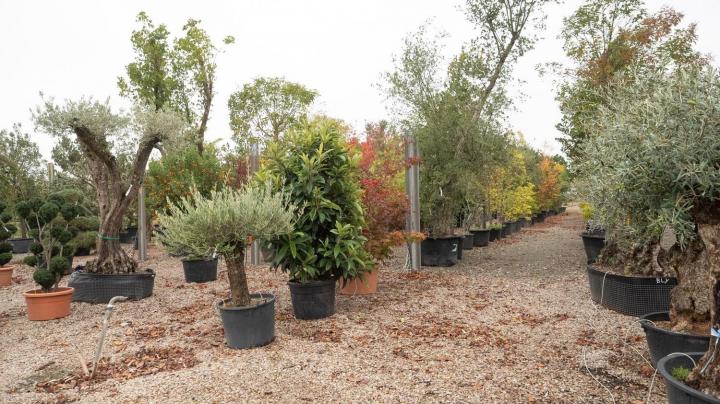 Vente d'arbres exotiques Courceboeufs