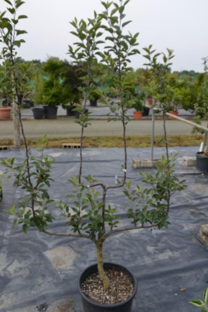 Aménagement de piscine Courceboeufs