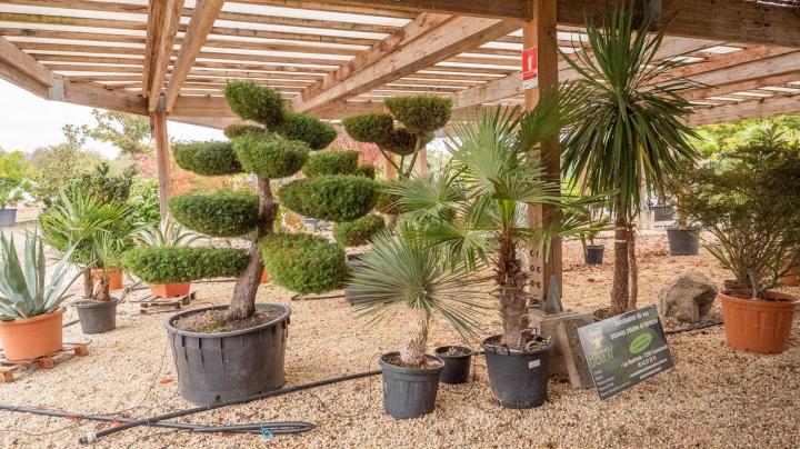Vente de plantes Courceboeufs