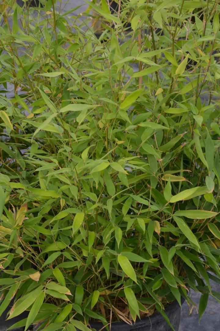 Travaux aménagement de terrasse Courceboeufs